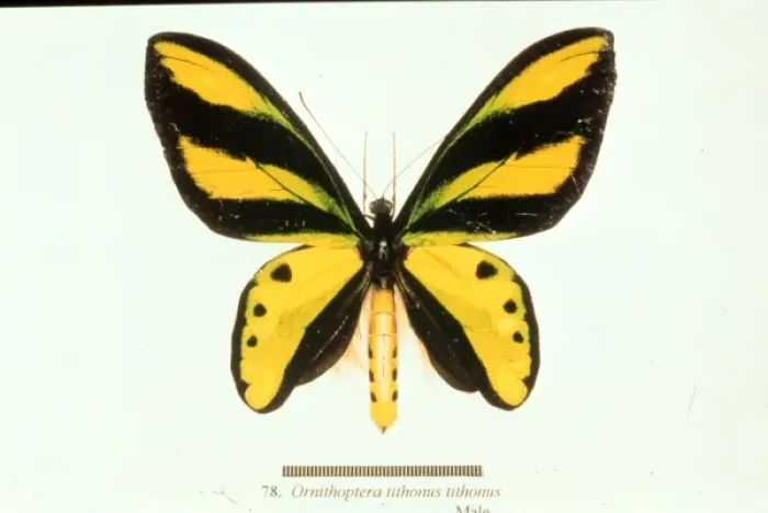 Framed Print : Ornithoptera tithonus, birdwing butterfly Framed Print : Ornithoptera tithonus, birdwing butterfly