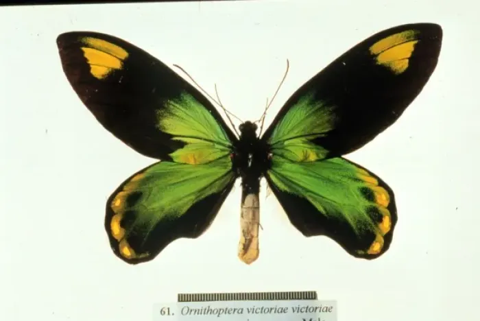 Framed Print : Ornithoptera victoriae, birdwing butterfly Framed Print : Ornithoptera victoriae, birdwing butterfly