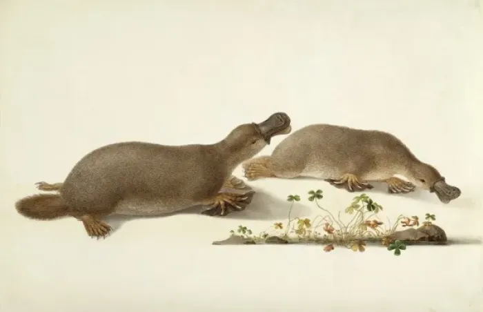 Framed Print : Ornithorhynchus anatinus, duck-billed platypus Framed Print : Ornithorhynchus anatinus, duck-billed platypus