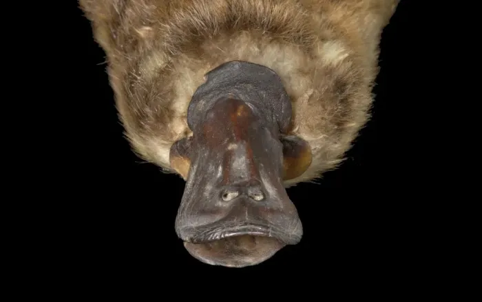Framed Print : Ornithorhynchus anatinus, duck-billed platypus Framed Print : Ornithorhynchus anatinus, duck-billed platypus