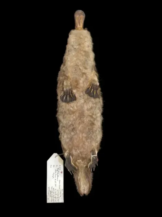 Framed Print : Ornithorhynchus anatinus, duck-billed platypus Framed Print : Ornithorhynchus anatinus, duck-billed platypus
