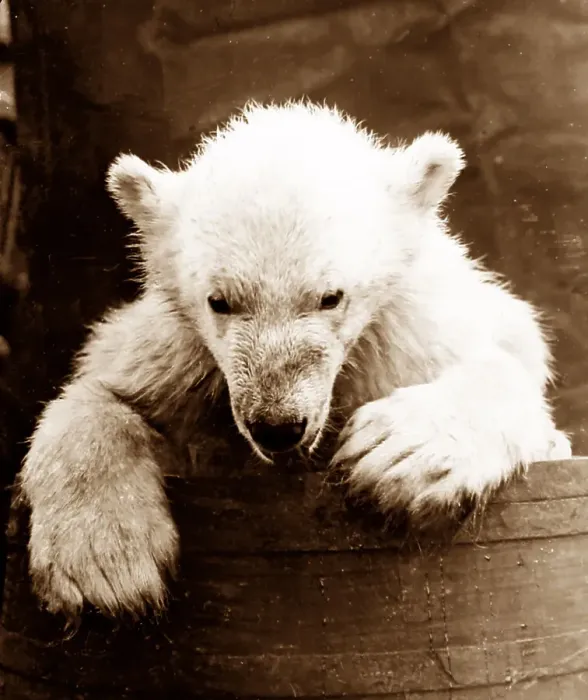 Framed Print : Orphaned polar bear cub on whaling ship Framed Print : Orphaned polar bear cub on whaling ship