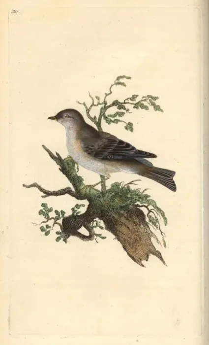 Framed Print : Orphean warbler, Sylvia hortensis, or greater pettychaps Framed Print : Orphean warbler, Sylvia hortensis, or greater pettychaps