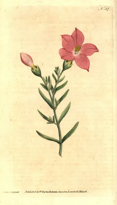 Framed Print : Orphium frutescens Framed Print : Orphium frutescens