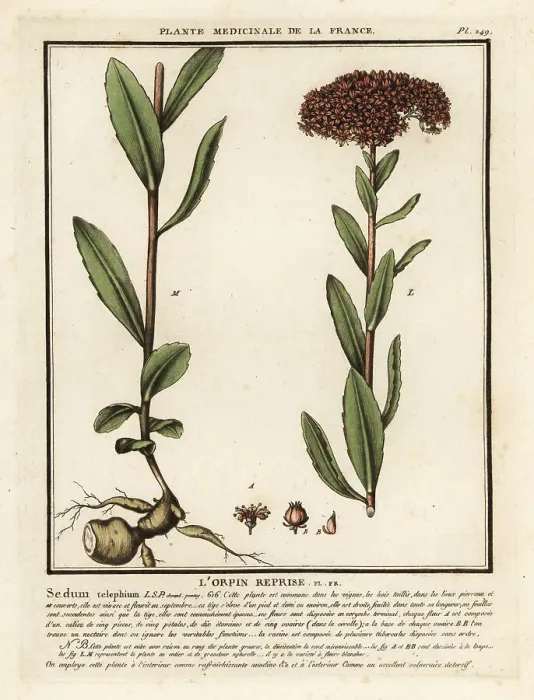 Framed Print : Orpine, l'orpin reprise, Sedum telephium Framed Print : Orpine, l'orpin reprise, Sedum telephium
