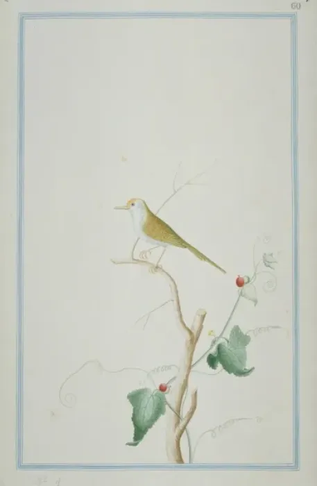 Framed Print : Orthotomus sutorius, common tailorbird Framed Print : Orthotomus sutorius, common tailorbird