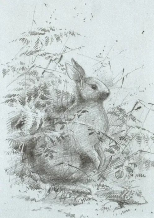 Framed Print : Oryctolagus cuniculus, European rabbit Framed Print : Oryctolagus cuniculus, European rabbit