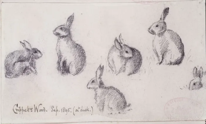 Framed Print : Oryctolagus cuniculus, European rabbit Framed Print : Oryctolagus cuniculus, European rabbit