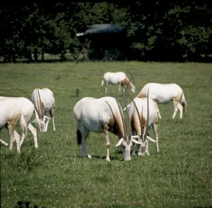 Framed Print : Oryx dammah, scimitar-horned oryx Framed Print : Oryx dammah, scimitar-horned oryx