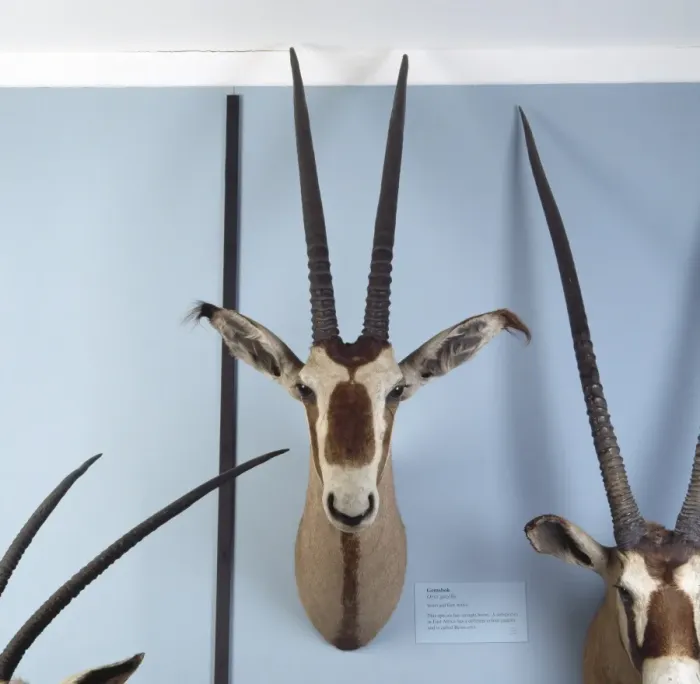 Framed Print : Oryx gazella, gemsbok Framed Print : Oryx gazella, gemsbok