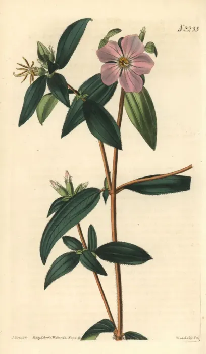 Framed Print : Osbeckia-like melastoma, Melastoma osbeckioides Framed Print : Osbeckia-like melastoma, Melastoma osbeckioides