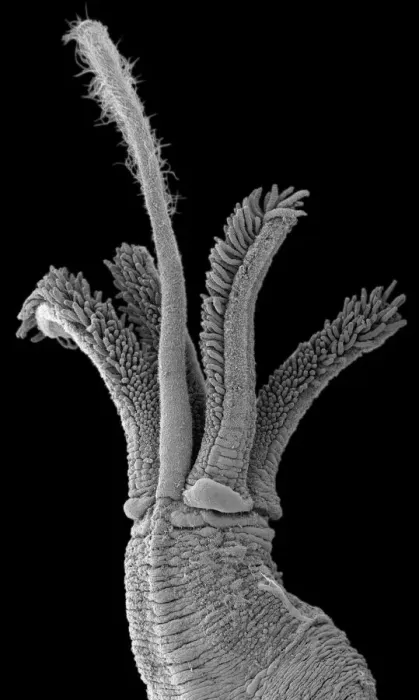 Framed Print : Osedax mucofloris, North sea marine worm Framed Print : Osedax mucofloris, North sea marine worm
