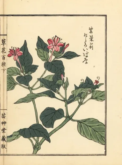 Framed Print : Oshiroibana or marvel of Peru, Mirabilis jalapa Framed Print : Oshiroibana or marvel of Peru, Mirabilis jalapa