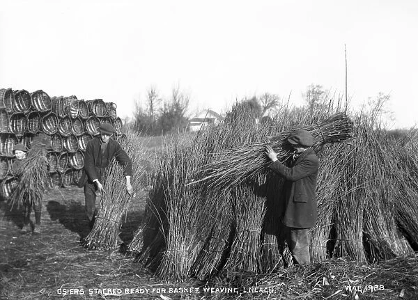 Osiers Stacked Ready for Basket Making, Lough Neagh