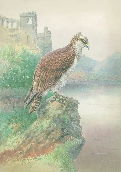 Framed Print : Osprey by George Rankin Framed Print : Osprey by George Rankin