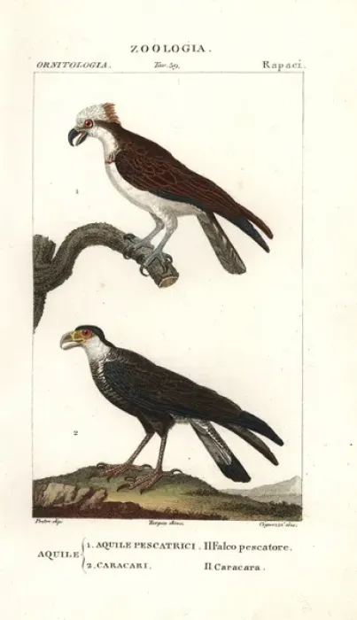Framed Print : Osprey, Pandion haliaetus, and caracara, Caracara plancus Framed Print : Osprey, Pandion haliaetus, and caracara, Caracara plancus