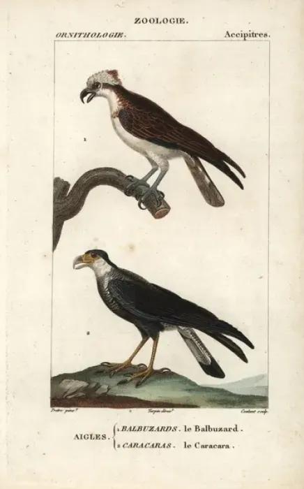 Framed Print : Osprey, Pandion haliaetus, and southern crested Framed Print : Osprey, Pandion haliaetus, and southern crested