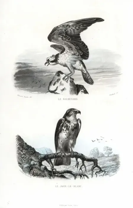 Framed Print : Osprey and short-toed snake eagle Framed Print : Osprey and short-toed snake eagle