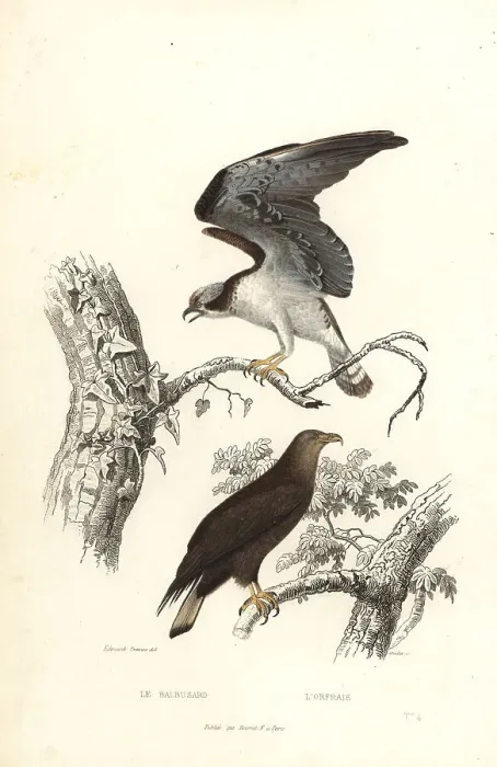 Framed Print : Osprey and white-tailed eagle Framed Print : Osprey and white-tailed eagle