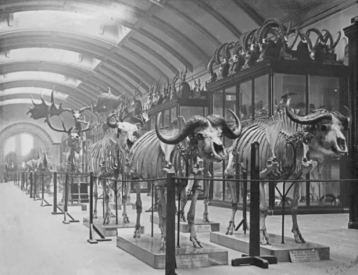 Framed Print : Osteological Gallery. 5th July 1892 Framed Print : Osteological Gallery. 5th July 1892
