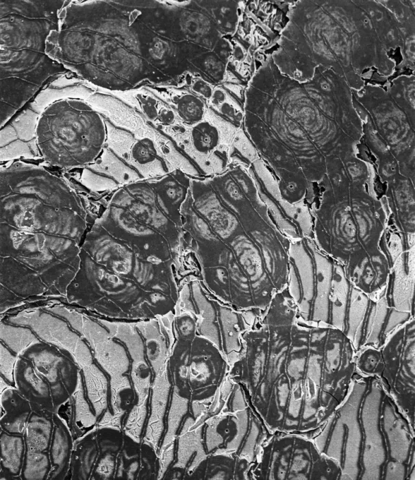 Framed Print : Ostracod. Scanning electron microscope image of an ostracod Framed Print : Ostracod. Scanning electron microscope image of an ostracod