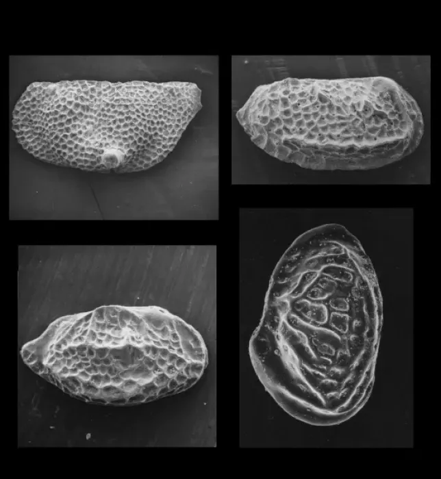Framed Print : Ostracods. Small arthropods with two valves. These examples are Jurassic in age Framed Print : Ostracods. Small arthropods with two valves. These examples are Jurassic in age