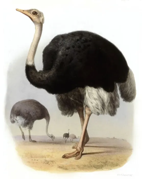 Framed Print : OSTRICH. STRUTHIO CAMELUS A male ostrich. Date: 1862 Framed Print : OSTRICH. STRUTHIO CAMELUS A male ostrich. Date: 1862
