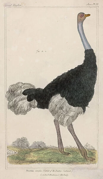 Ostrich (Anon)