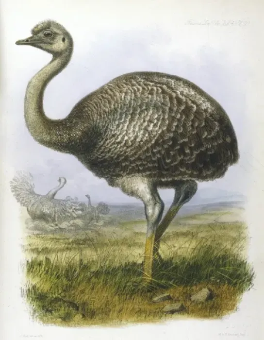 Framed Print : Ostrich (Darwinii) Framed Print : Ostrich (Darwinii)