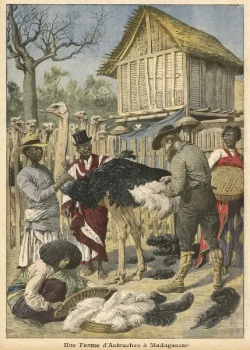 Framed Print : Ostrich Farm Mafagascar Framed Print : Ostrich Farm Mafagascar