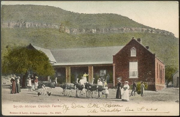 Ostrich Farm Postcard