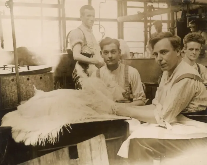 Framed Print : Ostrich Feather Making Framed Print : Ostrich Feather Making