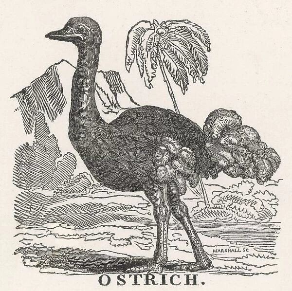 Ostrich  /  Goldsmith