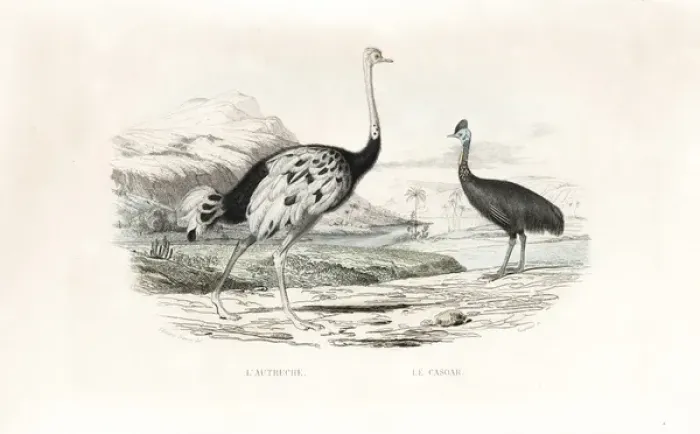 Framed Print : Ostrich and northern cassowary Framed Print : Ostrich and northern cassowary