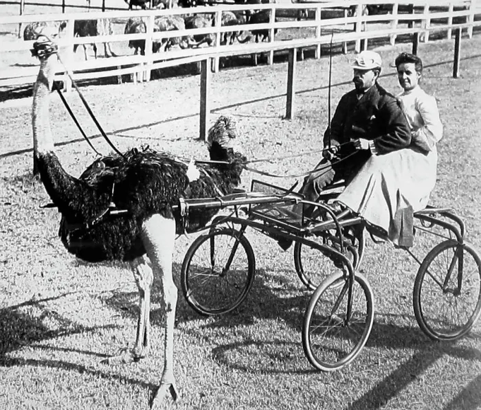 Framed Print : Ostrich racing, Kansas, USA Framed Print : Ostrich racing, Kansas, USA