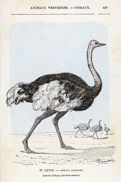 Ostrich (Rengade)