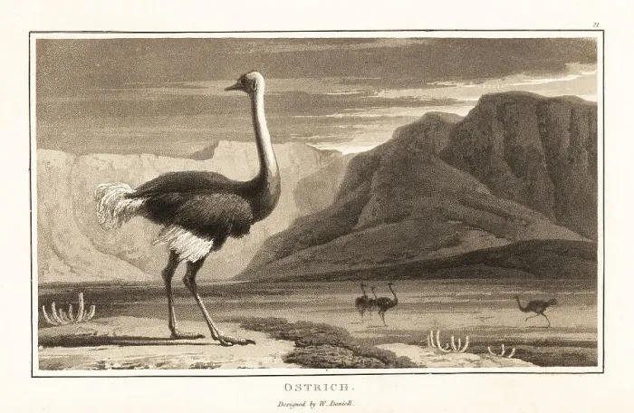 Framed Print : Ostrich, Struthio camelus, standing in a desert landscape, Afric Framed Print : Ostrich, Struthio camelus, standing in a desert landscape, Afric