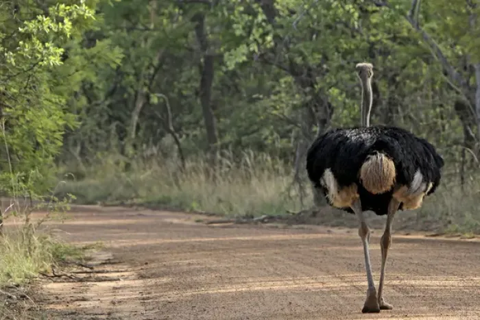 Framed Print : Ostrich - walking on road Framed Print : Ostrich - walking on road