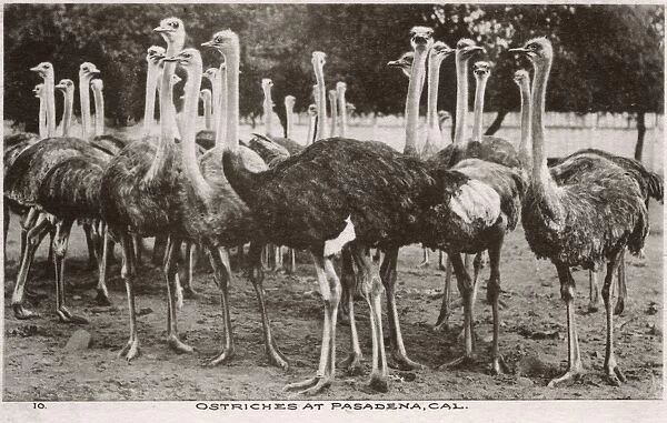 Ostriches at Pasadena, California, USA