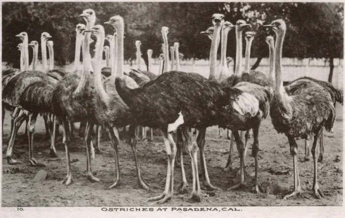 Framed Print : Ostriches at Pasadena, California, USA Framed Print : Ostriches at Pasadena, California, USA