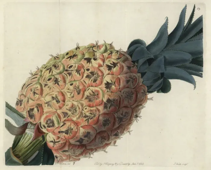 Framed Print : Otaheite or Tahitian pineapple, Ananas species Framed Print : Otaheite or Tahitian pineapple, Ananas species