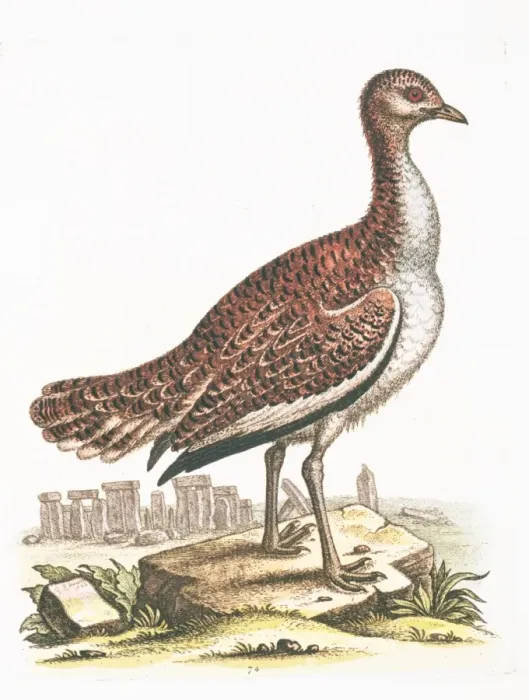 Framed Print : Otis tarda, great bustard Framed Print : Otis tarda, great bustard