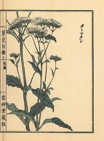 Otokoeshi or Bai Jiang Cao, Patrinia villosa