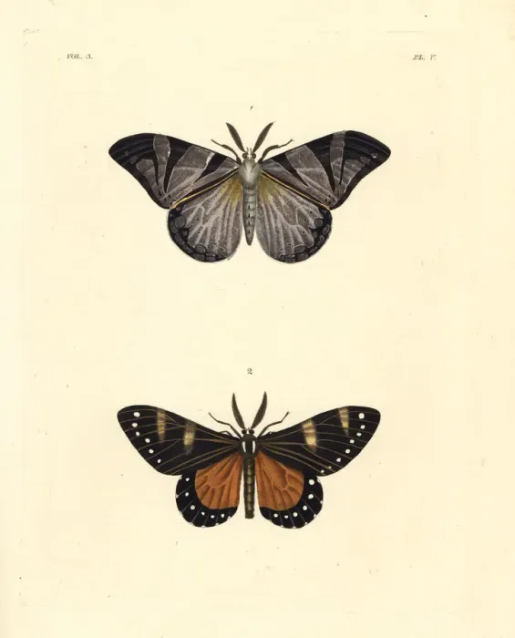 Framed Print : Otroeda cafra and and Otroeda nerina moths Framed Print : Otroeda cafra and and Otroeda nerina moths