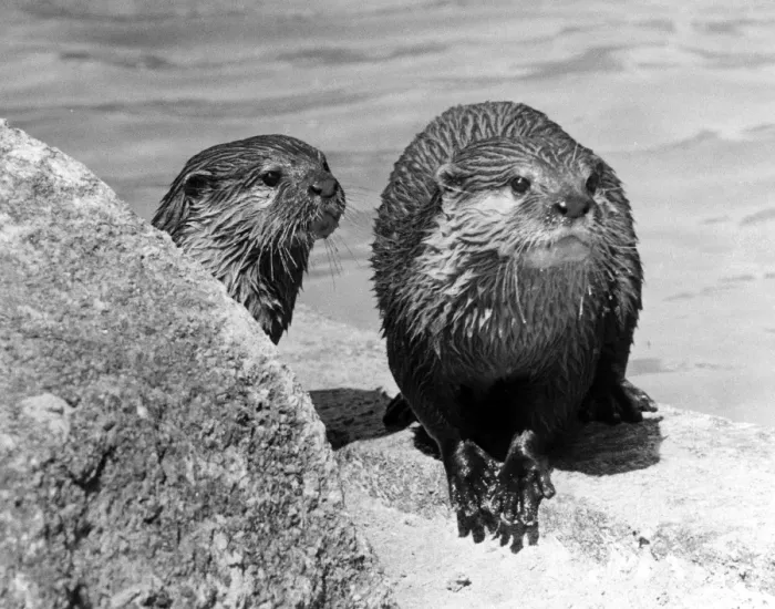 Framed Print : Two otter cubs Framed Print : Two otter cubs