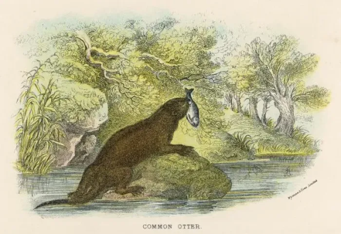 Framed Print : Otter & Fish C1840 Framed Print : Otter & Fish C1840