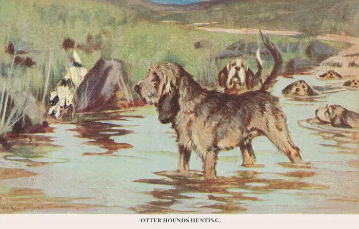 Framed Print : Otter Hounds Framed Print : Otter Hounds