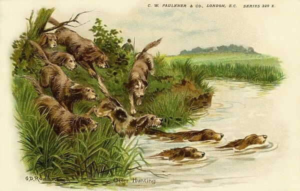 Otter hunting