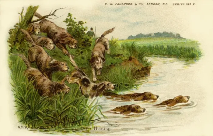 Framed Print : Otter hunting Framed Print : Otter hunting