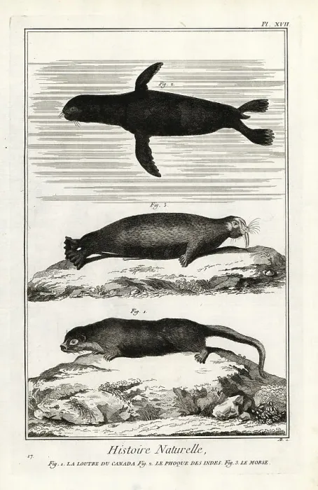 Framed Print : Otter, seal and walrus Framed Print : Otter, seal and walrus